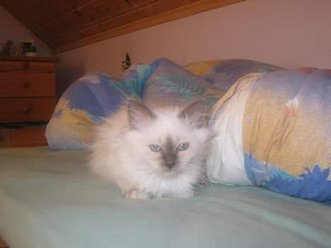 Hellig Birma Fabulous Lizzy - Lizzy i sengo igjen=P billede 5