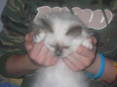 Hellig Birma Fabulous Lizzy - Marianne og Lizzy billede 6