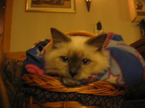 Hellig Birma Fabulous Lizzy - Søøt nosen miin=) billede 10