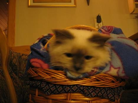 Hellig Birma Fabulous Lizzy billede 13