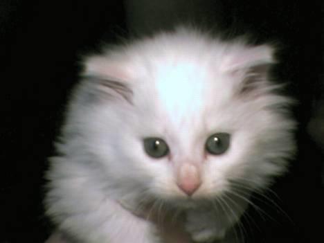 Blanding af racer Snowball - Her har vi jo lille skjønningen min! billede 1