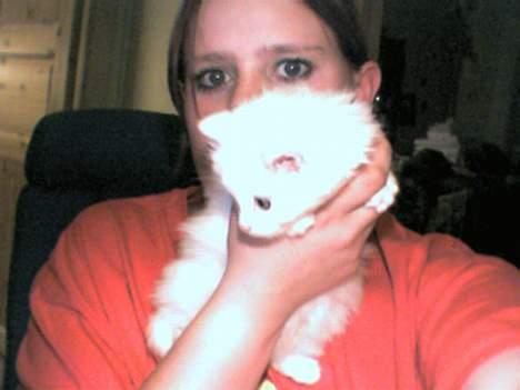 Blanding af racer Snowball - nååå så søt han er=) billede 2