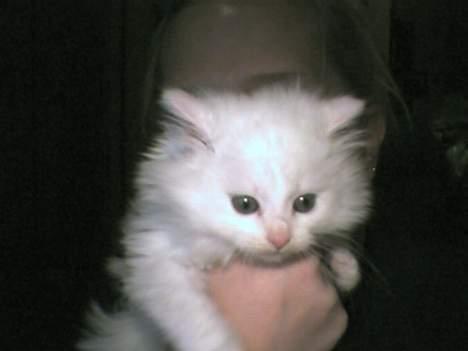 Blanding af racer Snowball - Skjønningen min! billede 3