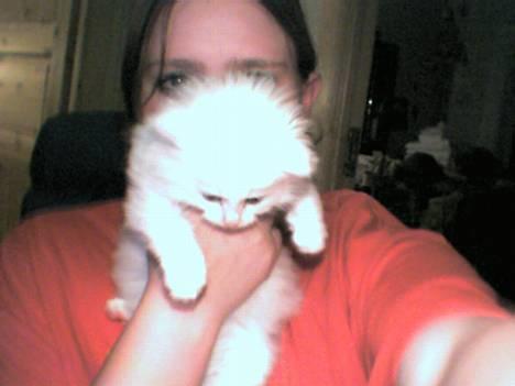 Blanding af racer Snowball - ååå så skjønn han er billede 4