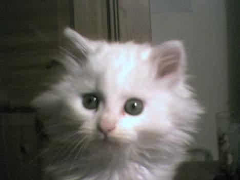 Blanding af racer Snowball - Lille pusen min=) billede 5