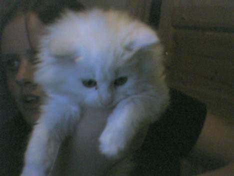 Blanding af racer Snowball - Litt dårlig bilde,menmen billede 6