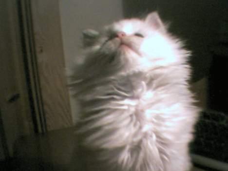 Blanding af racer Snowball - Her ser han opp på noe som eg holdt på og vifta med=) billede 7