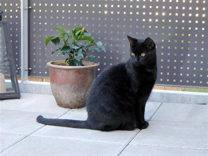 Huskat Cæsar - Ja ja som eneste hankat skal man sidde smukt (",) billede 1