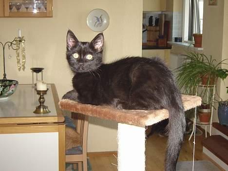 Huskat Cæsar - her ligger jeg godt, de 2 store kan ikke nå mig he he  billede 2