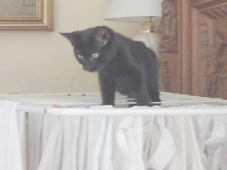 Huskat Cæsar - balancegang på mors vasketøj  billede 3