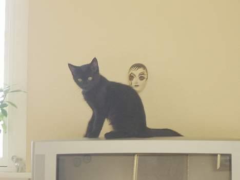 Huskat Cæsar - også her kan jeg sidde  billede 4