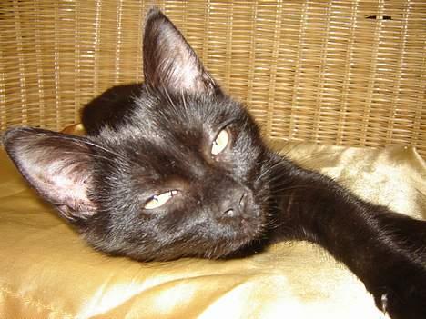 Huskat Cæsar - Ikk` flere billeder mor ...... jeg prøver at sove  billede 5