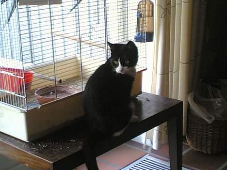 Blanding af racer Mille - Hvorfor er der altid nogle der skal forstyre når man nyder det smukke fugle liv ? billede 7