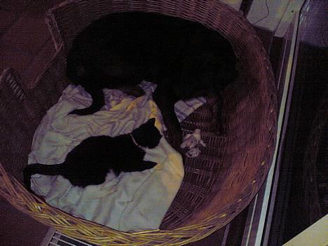 Blanding af racer Mille - Hva den her kurv er da ikke for stor til mig vel ? billede 8