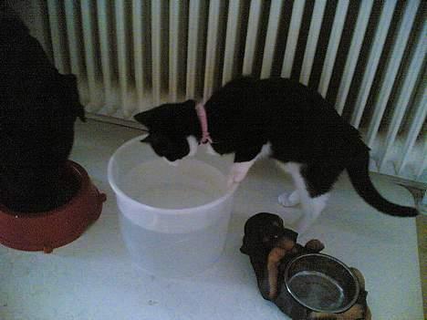 Blanding af racer Mille - Ja det er ikke nemt at drikke vand af hundens store vandskå når man er en lille mis... billede 9