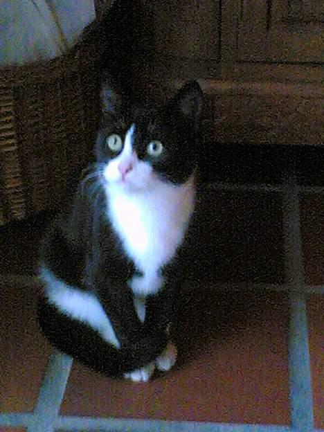 Blanding af racer Mille - Prøv lige at se der mor ! Oppe i luften.. billede 10