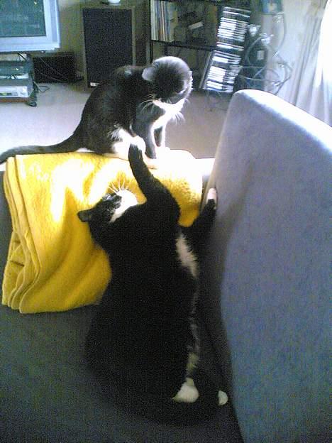 Blanding af racer Mille - Den der sidder på det gule tæppe er Mille den der ligger ned er min anden kat Missen billede 11