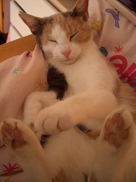 Blanding af racer † Madonna - DØD †   - Hun elskede at sove på en pude, i et mit skød <3 (NYT) billede 10