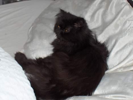 Perser Angelina - et stk, sove tryne.. der ligger hun hele dagen billede 1