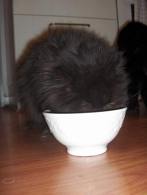 Perser Angelina - Som sagt kan ik drikke eller spise uden det er med hele hovde... billede 2