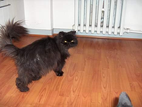 Perser Angelina billede 3