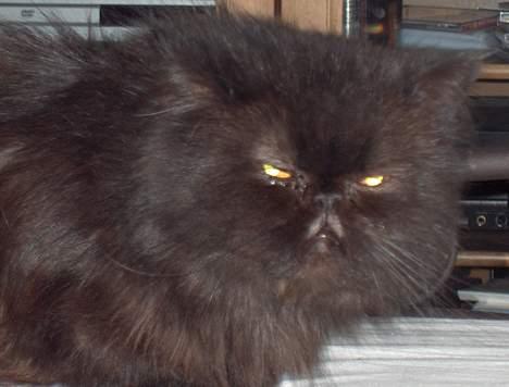 Perser Dark Angel billede 1