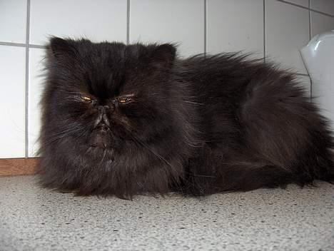 Perser Dark Angel - Tja en kat på køkkenboret :-( Ik godt men svært når man ik er hjemme jo billede 2