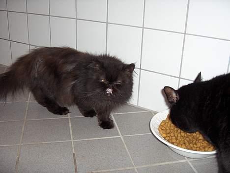 Perser Dark Angel billede 3