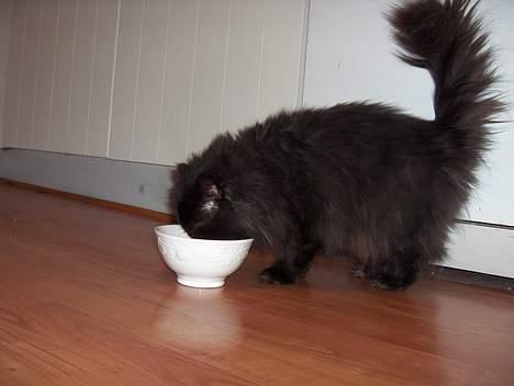 Perser Dark Angel - Så der tun.. hun elsker det.. billede 4