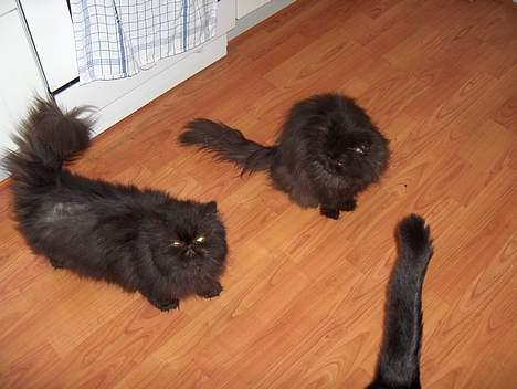 Perser Dark Angel - to a slagsen billede 5