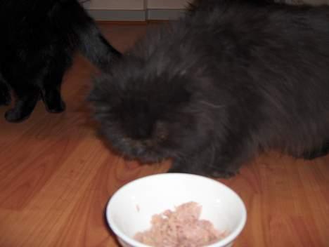 Perser Angelina - Tun ja tak!! billede 4