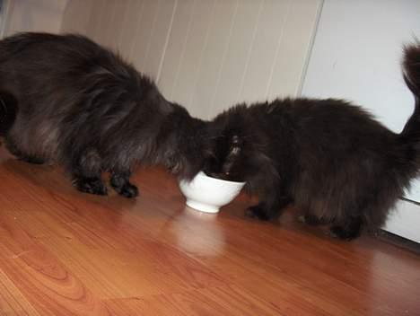 Perser Angelina - dem begge der slås om tun.. billede 5