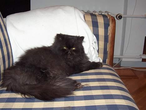 Perser Dark Angel - den dovne kat... billede 6