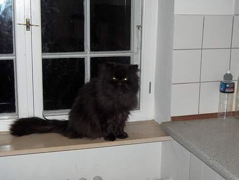 Perser Dark Angel - en lille vindues kigger :-P billede 7