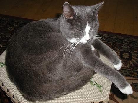 Blanding af racer Chilla - Ligger lige og feder den .. billede 4