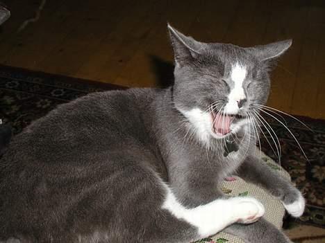 Blanding af racer Chilla - AAARGHHHH...jeg giiiider altså ikke det her mor. billede 5