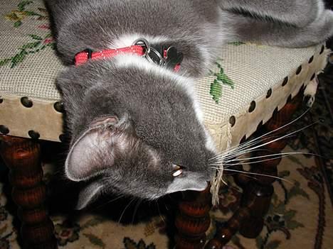 Blanding af racer Chilla - Er jeg ikke bare en lækkermåz? billede 6