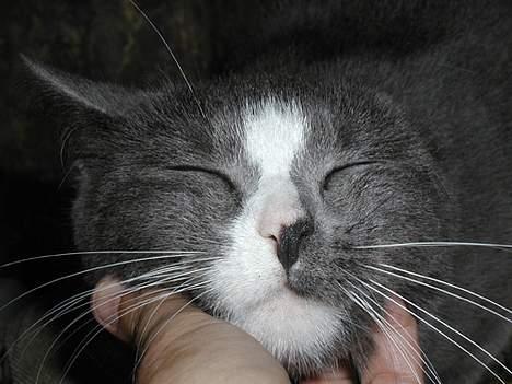 Blanding af racer Chilla - mmm...elsker og blive møflet under hagen ..mmmm billede 7