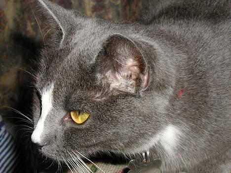 Blanding af racer Chilla - Dyrk lige min "næsten" profil hva? billede 8