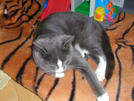 Blanding af racer Chilla - Feder den lige på Marcus´ tigertæppe.. billede 9