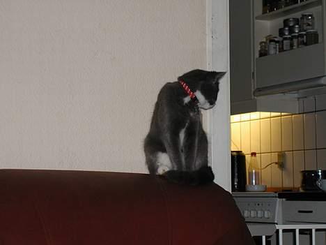 Blanding af racer Chilla - Jeg sidder altså og holder skarpt øje med køkkenet ...tænk hvis det stak af .. billede 10