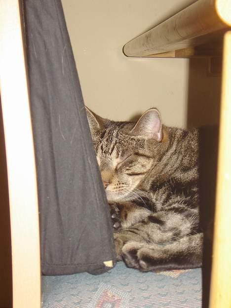 Huskat Silke - ZZZZzzzzzzzzzzzz billede 11