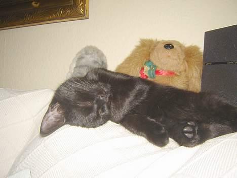 Huskat Cæsar - Mer ...... ZZZZzzzzzzzzzzz billede 6