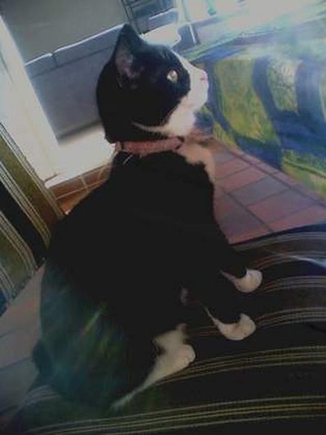 Blanding af racer Mille - Der er da vist noget på bordet.... Tut tut når det er far der leger med sit modeltog billede 12