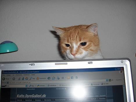 Huskat Fie - Hvordan går det med mine udfordringer mor?? billede 12