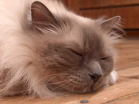 Hellig Birma Bastian aka Basse - Basse 9 år billede 1