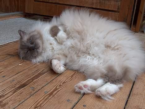 Hellig Birma Bastian aka Basse - Klø mig lige på maven, gider du? billede 2