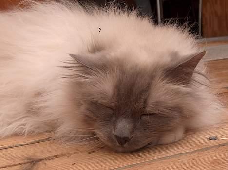 Hellig Birma Bastian aka Basse - Basse kan godt lide at ligge i udestuen, når solen skinner, og det er dejlig varmt. billede 3