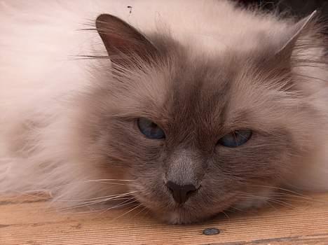 Hellig Birma Bastian aka Basse - De rigtige modeller ser også altid lidt sure/seriøse ud, ikke Basse? billede 4