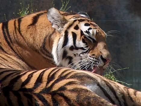 Hellig Birma Bastian aka Basse - Bastian slikker sit fastelavnskostume af... billede 5